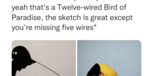 twelve-wired bird of paradise