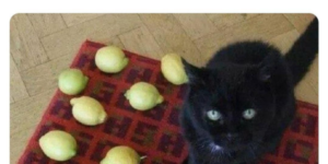 when life hands a cat lemons…