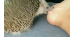 hedgehog attacc