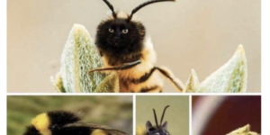 bees with cat faces