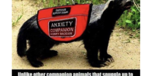 emotional support honey badger