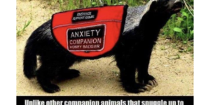 emotional+support+honey+badger