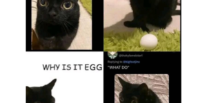 what is egg?
