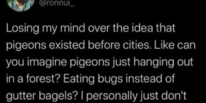 can you imagine pigeons before cities?