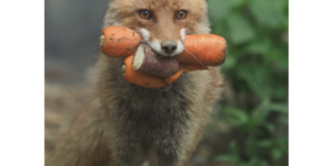 soup fox