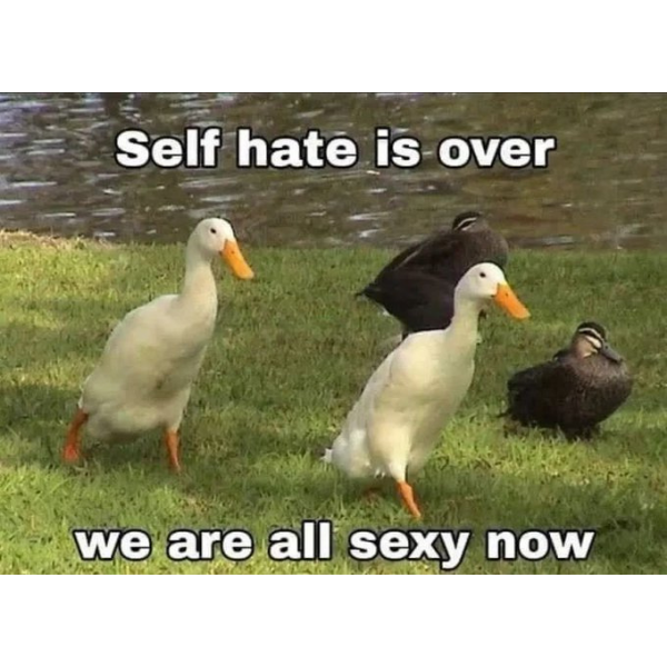 Duck Memes to Stop You From QuackerLackin'
