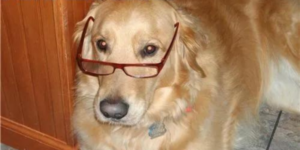 10 Golden Retriever Memes to Celebrate National Golden Retriever Day