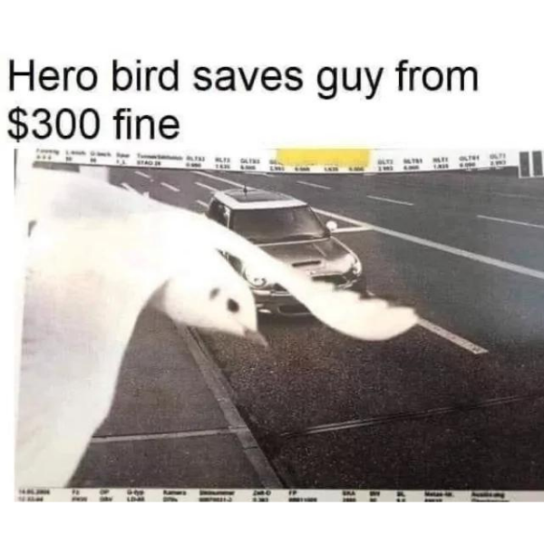 Bird Rapper Memes 10 Bird Memes to Fly off With