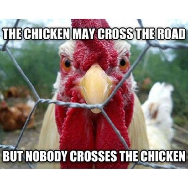 10 Chicken Memes for Poultry Day