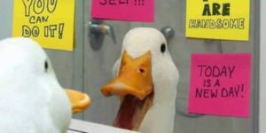 10 Amazingly Cute Pictures of Ducks