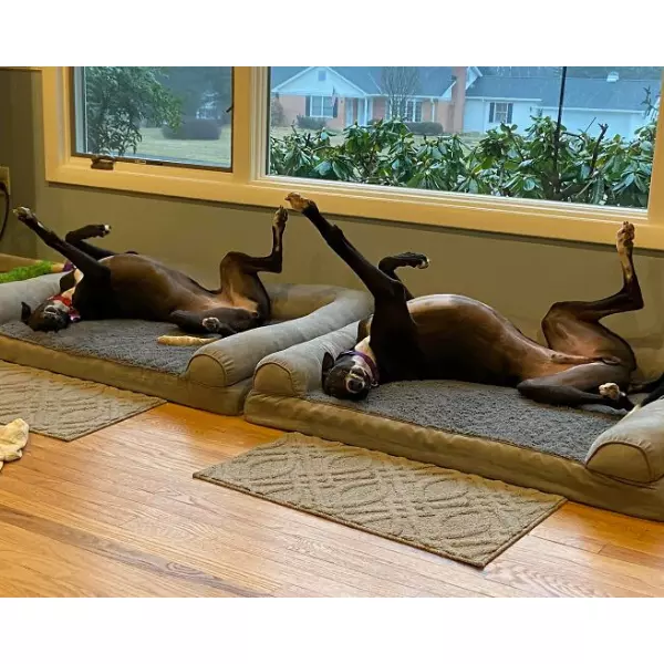 Dogs Memes 7
