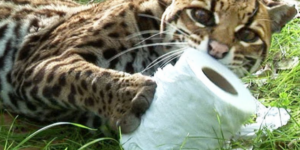 10 Big Cats Acting Like Lil’ Cats