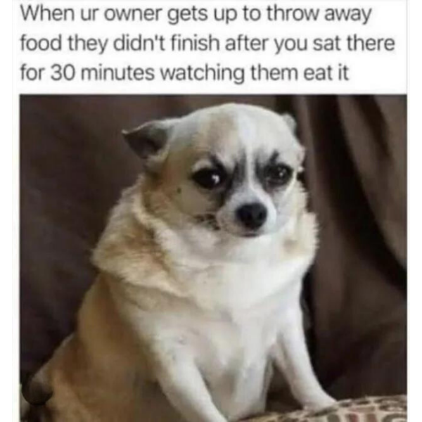 10 Doggo Memes for the Good Bois n Girls we Have