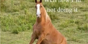 10 Horse Memes that Aren’t Horsing Around