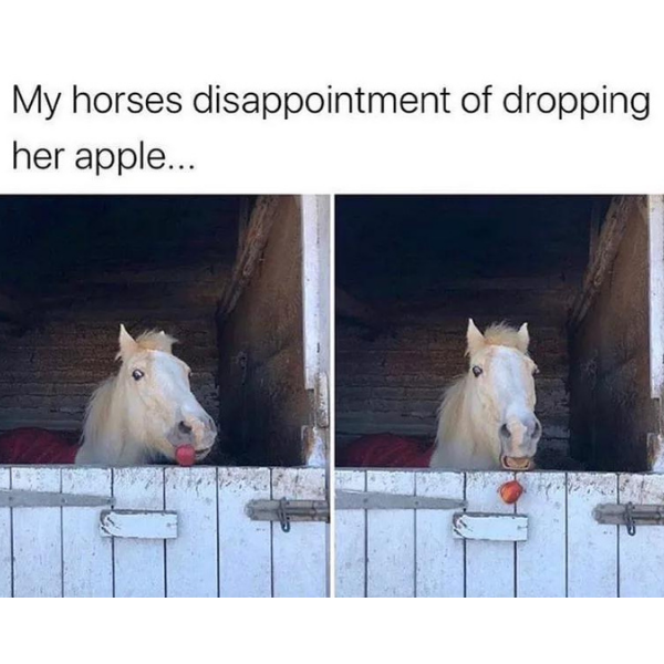 10 Horse Memes that Aren't Horsing Around