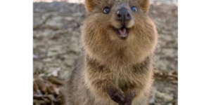 10 Adorable Quokka Memes because They’re Just So Cute! I Mean, Just Look at Them!