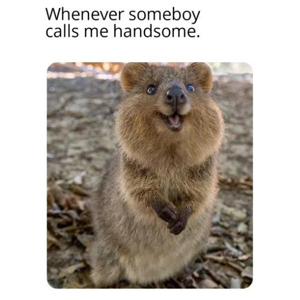 10 Adorable Quokka Memes because They're Just So Cute! I Mean, Just