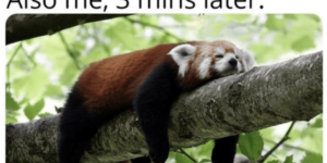 10 Red Panda Memes Because They’re Cute and They’re Guy’s Favourite Animal