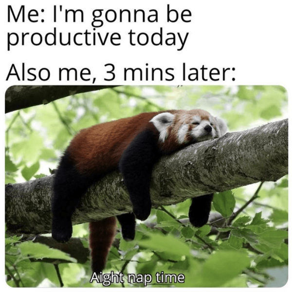 10 Red Panda Memes Because They're Cute and They're Guy's Favourite Animal