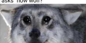 10 Wolf Memes to Have you Howling