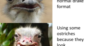 10 Ostrich Memes to Bury in the Sand