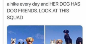 10 Dog Memes to Raise the Woof