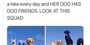 10+Dog+Memes+to+Raise+the+Woof