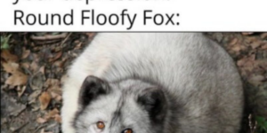 10 Floofy Memes to Soften your Day