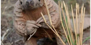 10 Pangolin Memes to Maybe Enjoy….I-It’s Okay i-if not….sir….