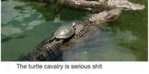 10 Turtle Memes to Slowly Enjoy