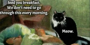 10 Cat Memes to Feed You