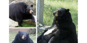 10 Bear Memes that Just Want to Cuddle