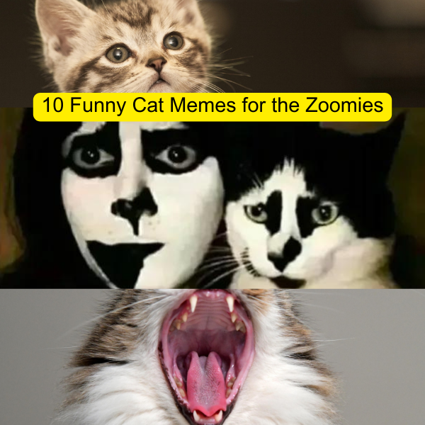 10 Funny Cat Memes for the Zoomies