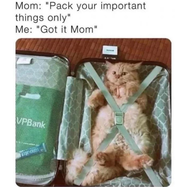 10 Funny Cat Memes for the Zoomies