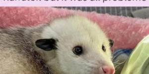 10 Funny Possum Memes for Existential Crises