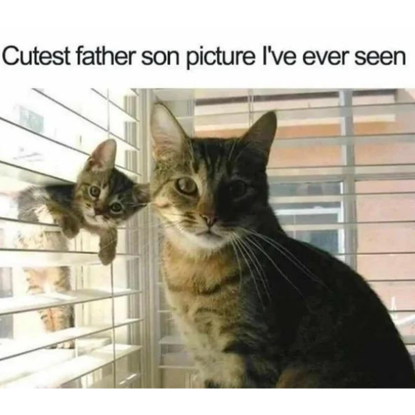 10 Funny Cat Memes to Knock Off a Table (+ Ember Tax!)
