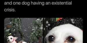 10 Funny Dog Memes to Chase
