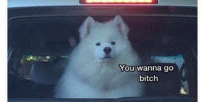 10 Funny Samoyed Memes to Fluff up Your Day