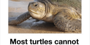 10 Funny Turtle & Tortoise Memes to join the Turtle Club