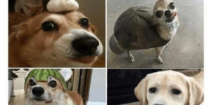 10 Funny Dog Memes to get you Howling