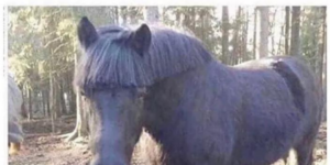 10 Funny Horse Memes that are just Horsin’ Around