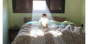 10 Funny Cat Memes to Scratch Your Door (+ Ember Tax)