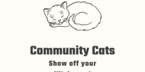 Community Cat Pics — Feb 16, 2024