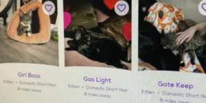 10 Funny Petfinder Names You Probably Wouldn’t Keep