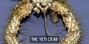 10 More Strange Animals Found Across the World