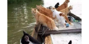 10 Funny Cat Memes to Rub Against your Legs (+Ember Tax)