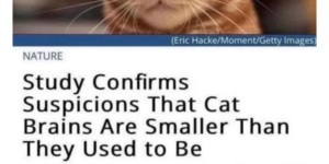 10 Funny Cat Memes to Shake the Treat Bag for (+ Ember Tax)