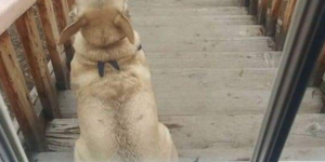 A Funny Dog Meme Megacollection to Bark at the Mailman