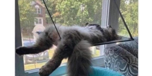 10 Funny Cat Memes to Attack Your Curtains (+ Ember Tax)