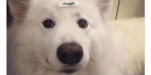 10 Funny Dog Memes to Celebrate our Best Friend